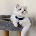 Purebred Ragdoll Kitten image